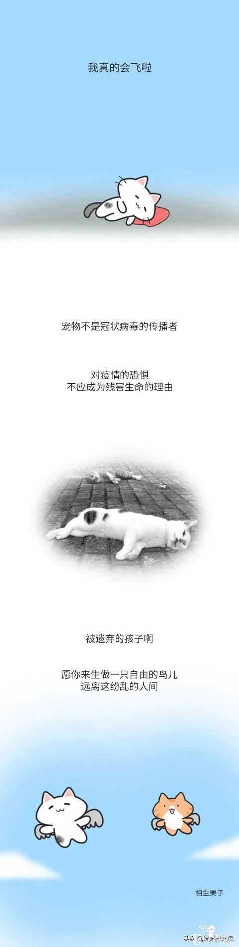 漫画：别傻了，宠物不会传播-5.jpg