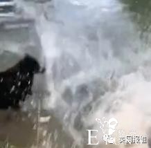 21岁女孩靠扮“女犬”，月入近百万？！看完我彻底裂开了......-18.jpg