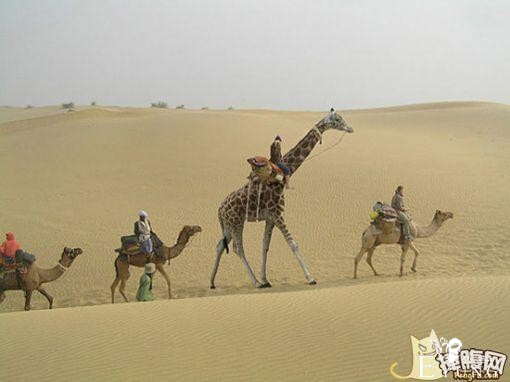 开心一刻：放弃吧，论优雅你是赢不了我的-12.jpg