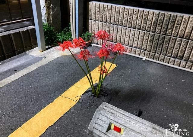 日本停车场里长出了彼岸花，结果动漫爱好者们纷纷玩起了梗-1.jpg