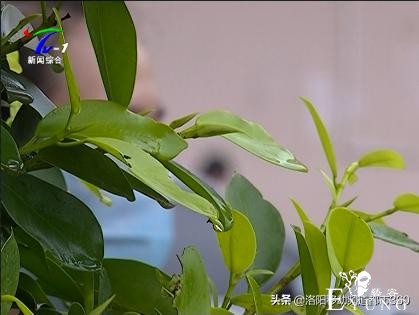 只为吸引眼球？街头“伪娘”现身作秀，竟在闹市区直播自骂-1.jpg