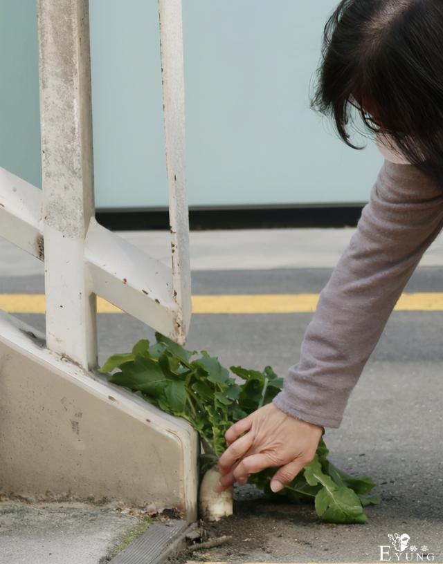 日本天桥下长出萝卜，之前停车场里还长出过彼岸花-3.jpg