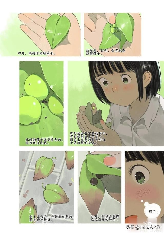 「故事漫」栾树的种子-2.jpg