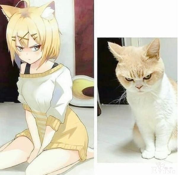 当猫咪“闯入”二次元，小白猫奶萌奶萌，小花猫无缝切换动漫角色-2.jpg