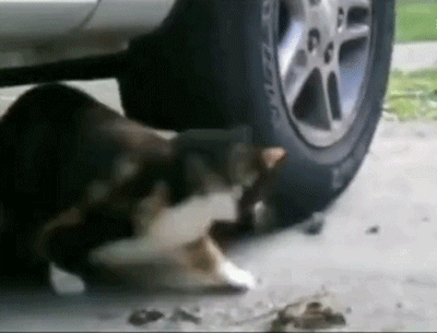 《猫和老鼠》无处不在！东北再现汤姆的“裤裆劈树”-6.jpg