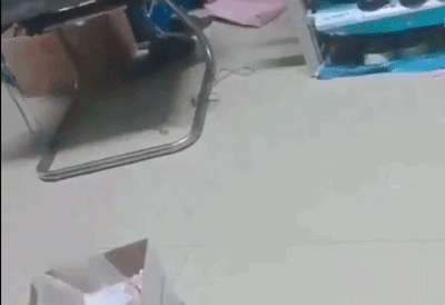 《猫和老鼠》无处不在！东北再现汤姆的“裤裆劈树”-12.jpg