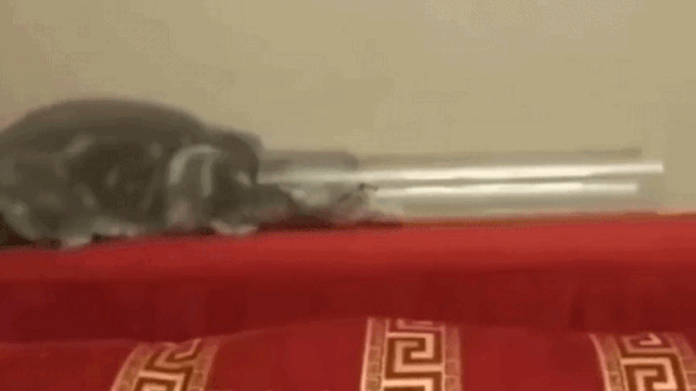 《猫和老鼠》无处不在！东北再现汤姆的“裤裆劈树”-17.jpg
