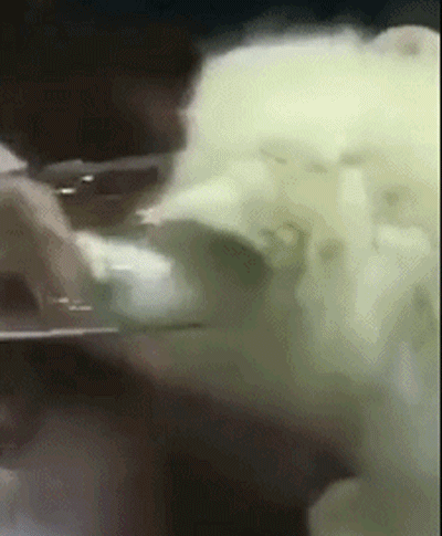 《猫和老鼠》无处不在！东北再现汤姆的“裤裆劈树”-18.jpg
