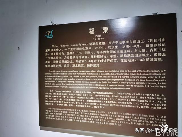 实拍古代的青楼妓院，鸦片烟馆，陕西青木川古镇最后的畸形繁荣-20.jpg