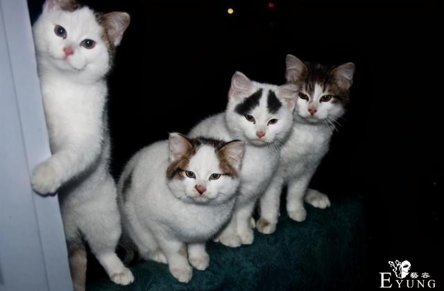 管ta是猫是狗，变了就行，快！给我变-4.jpg