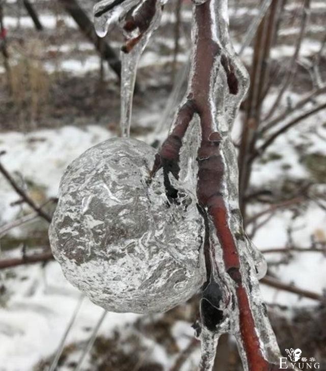 梦幻冰苹果又上热搜，时隔多年依然没人知道咋弄出来的-3.jpg
