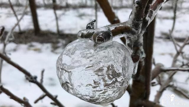 梦幻冰苹果又上热搜，时隔多年依然没人知道咋弄出来的-2.jpg