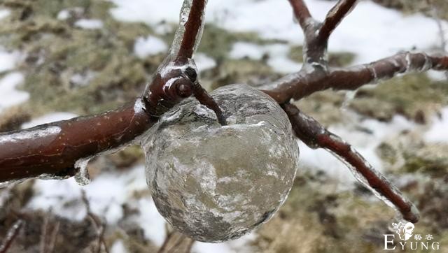 不仅仅有梦幻般的冰苹果，日本的雪人也太二次元了-1.jpg