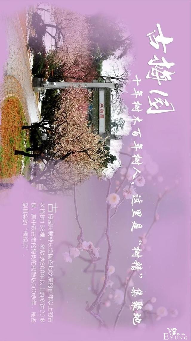 送门票！东湖梅园十景喊你来破圈-5.jpg