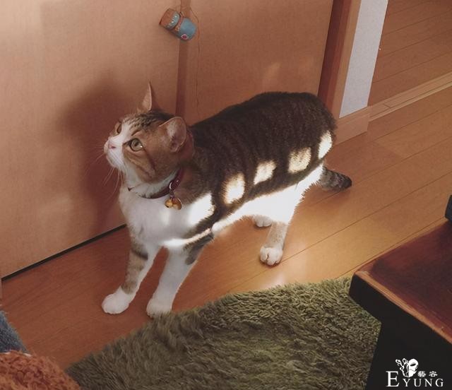 日本网友吐槽自家猫像银魂的定春，之前还有人吐槽像JOJO的呢-3.jpg