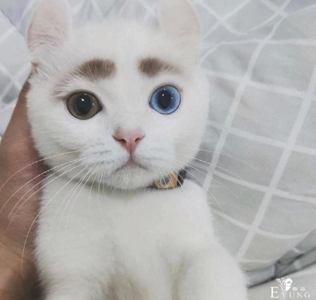 日本网友吐槽自家猫像银魂的定春，之前还有人吐槽像JOJO的呢-1.jpg