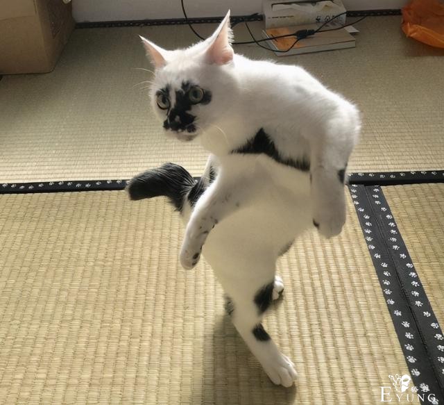 日本网友吐槽自家猫像银魂的定春，之前还有人吐槽像JOJO的呢-6.jpg