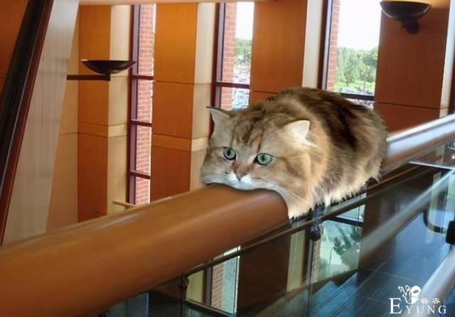日本网友吐槽自家猫像银魂的定春，之前还有人吐槽像JOJO的呢-4.jpg