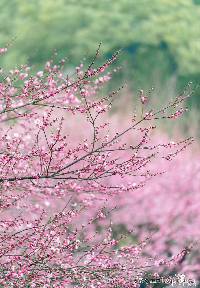 武汉春节去哪儿？景区指南上线-3.jpg