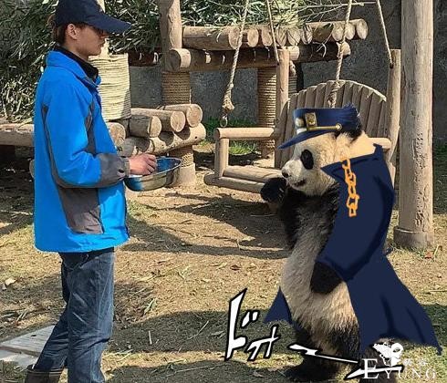 网友吐槽熊猫像EVA的明日香，之前还被吐槽像JOJO-4.jpg