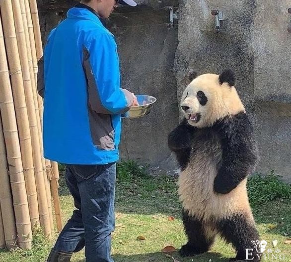 网友吐槽熊猫像EVA的明日香，之前还被吐槽像JOJO-2.jpg