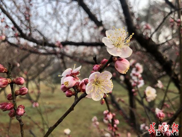 逛花展、拍大片、玩变装……东湖梅花节让你“梅”开眼笑-2.jpg