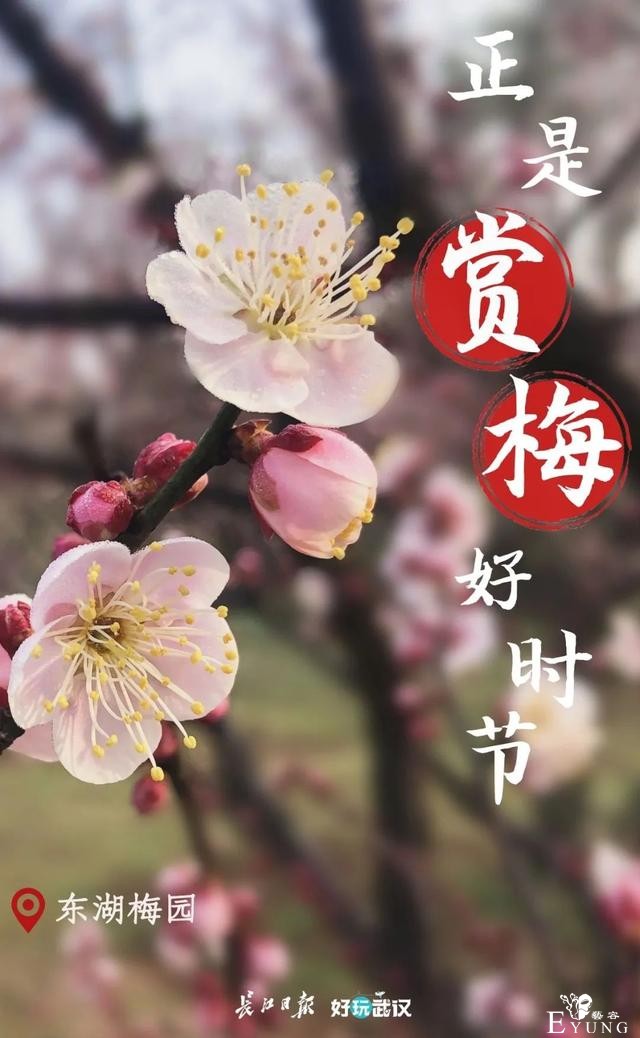 正是赏梅好时节，春节去东湖梅园寻香添福-2.jpg