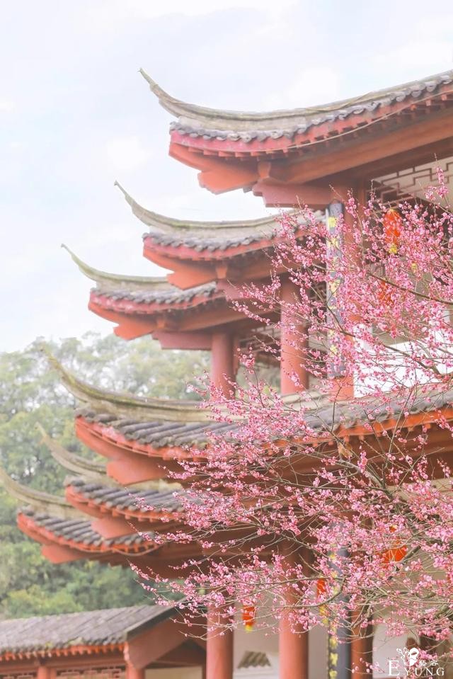 正是赏梅好时节，春节去东湖梅园寻香添福-3.jpg