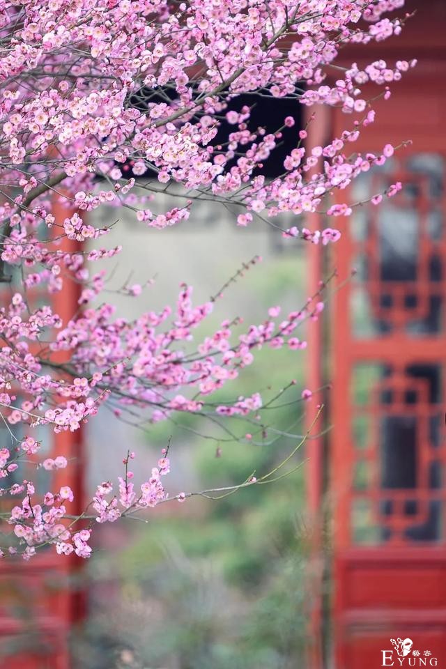 正是赏梅好时节，春节去东湖梅园寻香添福-4.jpg