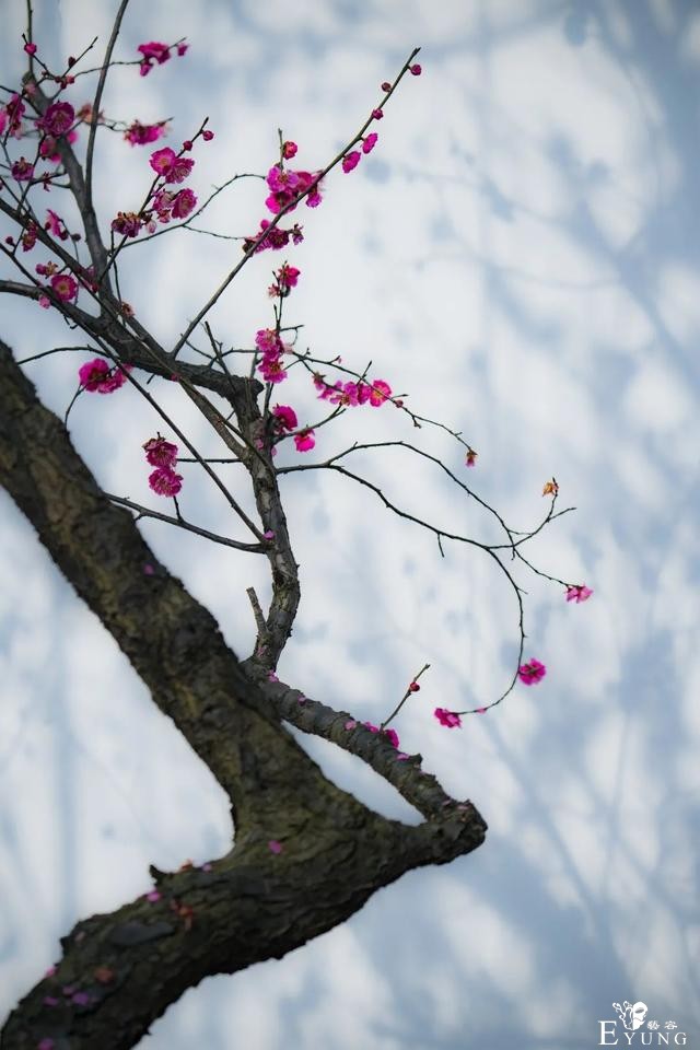 正是赏梅好时节，春节去东湖梅园寻香添福-5.jpg