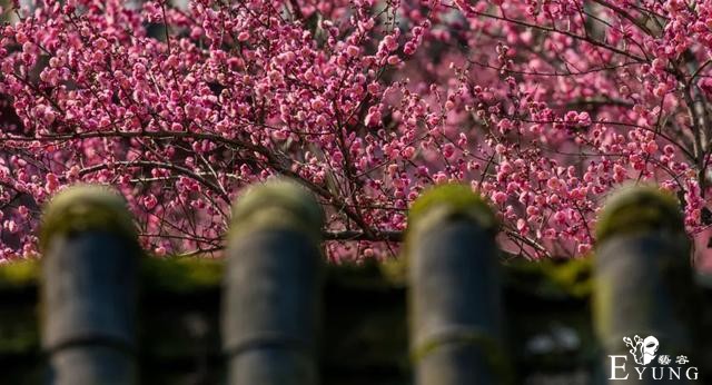 正是赏梅好时节，春节去东湖梅园寻香添福-8.jpg