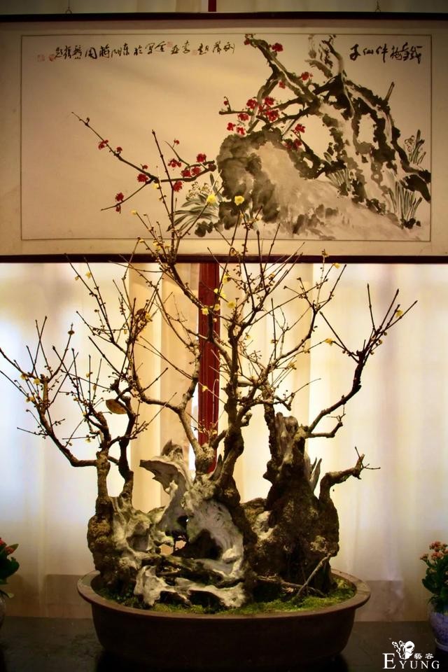 正是赏梅好时节，春节去东湖梅园寻香添福-9.jpg