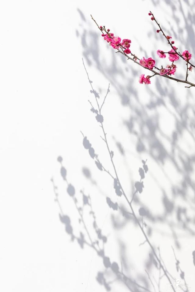 正是赏梅好时节，春节去东湖梅园寻香添福-12.jpg