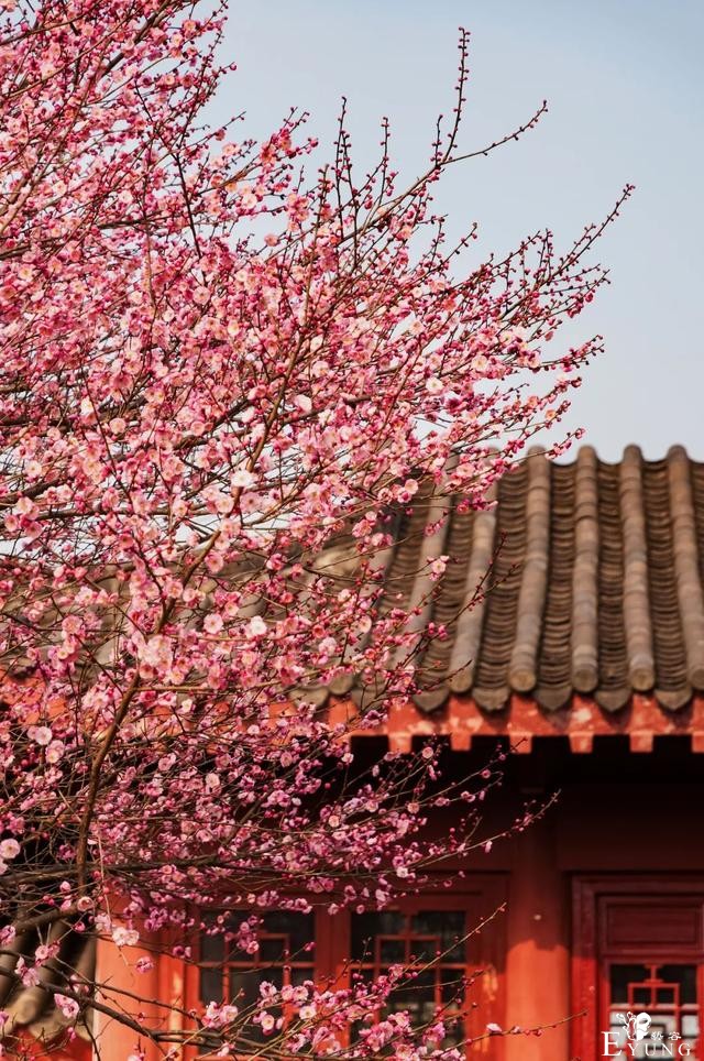 正是赏梅好时节，春节去东湖梅园寻香添福-19.jpg
