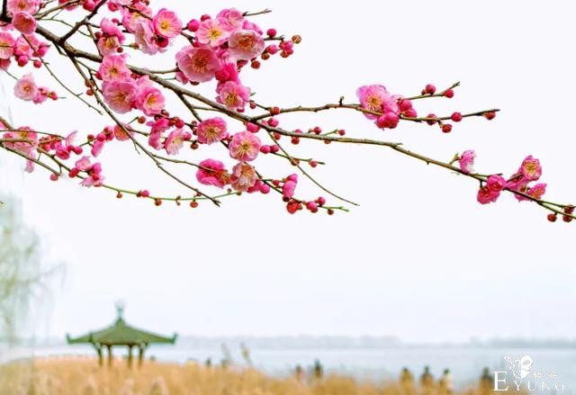正是赏梅好时节，春节去东湖梅园寻香添福-20.jpg