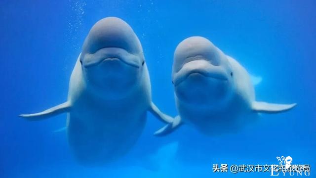 @所有人，留在武汉过春节最全游玩指南来啦！-5.jpg