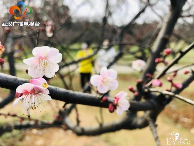 赏花打卡，从东湖梅园开始-3.jpg