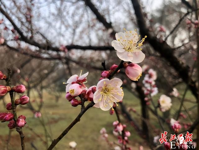 来东湖享春节文旅盛宴，在武汉花式过大年-1.jpg