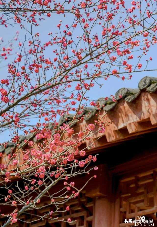 武汉人明天放假，东湖怒放梅花！-4.jpg