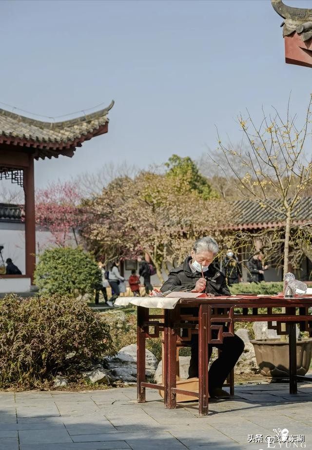 武汉人明天放假，东湖怒放梅花！-11.jpg