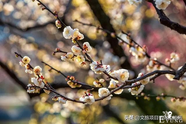 全国10城“就地过年”文旅福利，看看哪里最有诚意-19.jpg
