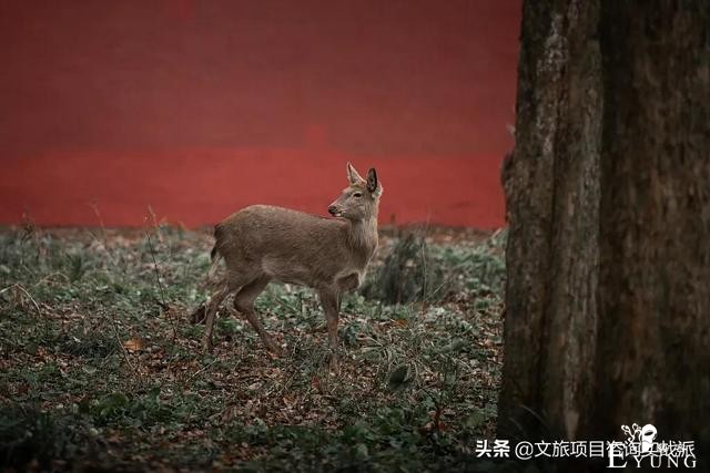全国10城“就地过年”文旅福利，看看哪里最有诚意-22.jpg