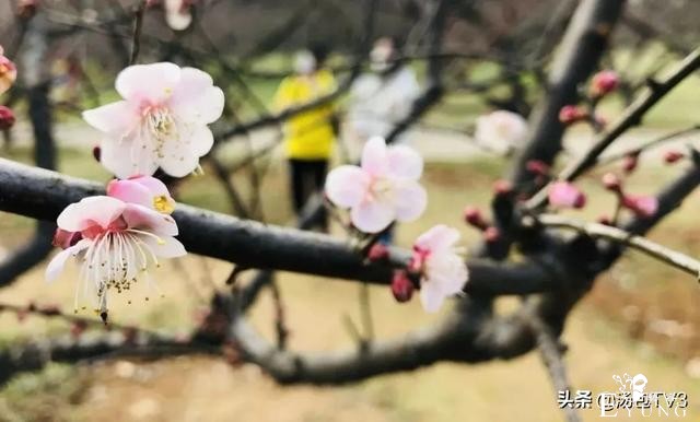 春节游玩好去处！赏花打卡从东湖梅园开始-2.jpg