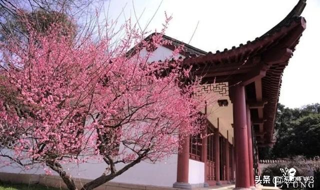 春节游玩好去处！赏花打卡从东湖梅园开始-1.jpg