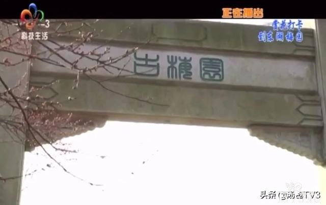 春节游玩好去处！赏花打卡从东湖梅园开始-8.jpg