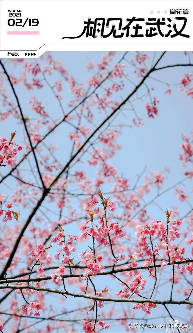 千真万确，武汉樱花开了！-1.jpg