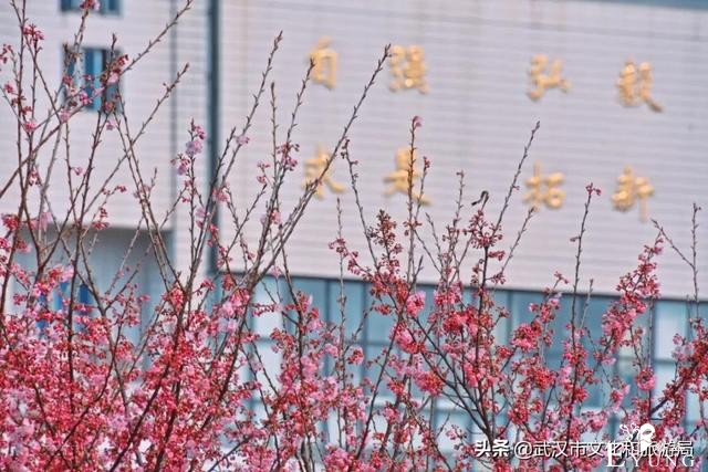 千真万确，武汉樱花开了！-3.jpg