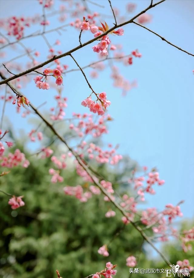 千真万确，武汉樱花开了！-5.jpg