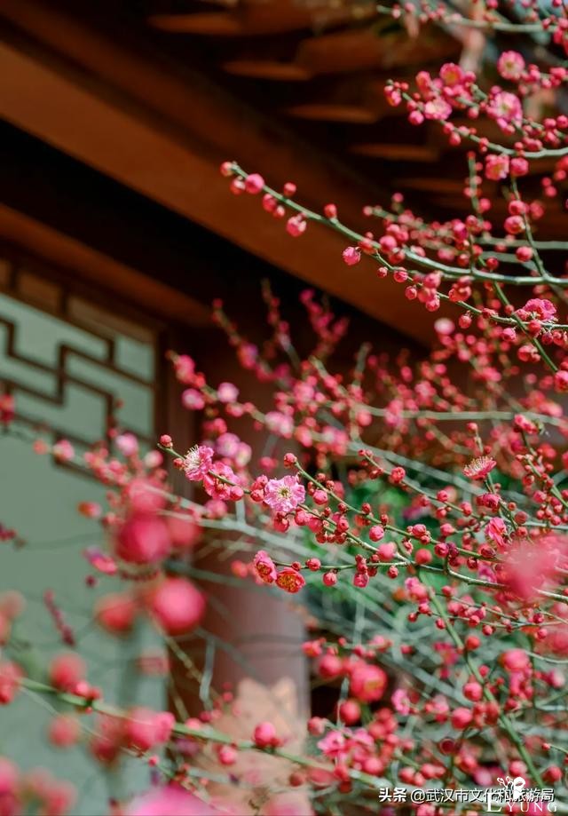 千真万确，武汉樱花开了！-12.jpg
