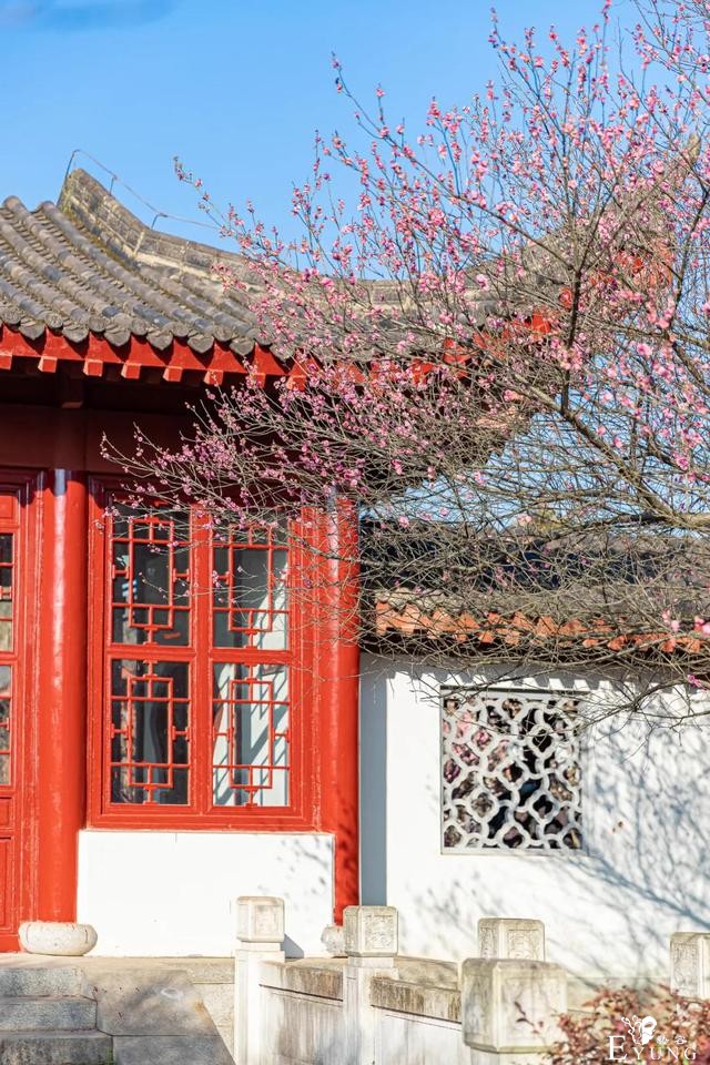 武汉巨好出片的东湖梅园，我劝你春天一定要来一次-3.jpg